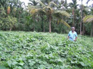 न खाद, न कीटनाशक: कर्नाटक का यह किसान केवल सौर ऊर्जा का उपयोग करता है