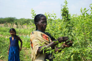 भारत में कृषि पारिस्थितिकी के लिए महिलाओं की शक्ति