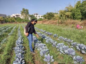 घरेलू फसलों से एक शैक्षणिक परिसर में खाद्य सुरक्षा लाना