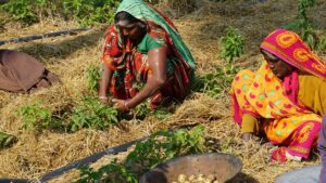 कृषि पारिस्थितिकी पर प्रशिक्षण वीडियो: किसानों के हाथ सीखने की शक्ति देना